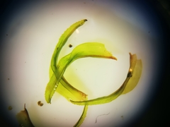 Ptychomitrium serratum