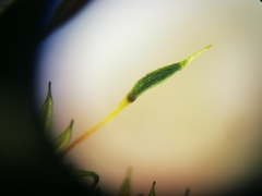 Ptychomitrium serratum