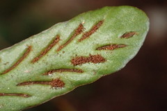 Notogrammitis givenii