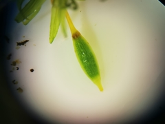 Ptychomitrium serratum