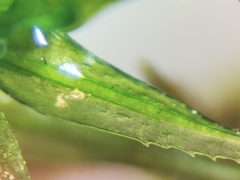 Ptychomitrium serratum