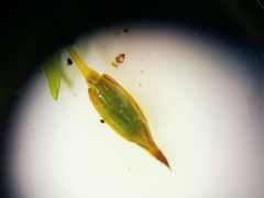 Ptychomitrium serratum