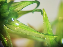 Ptychomitrium serratum