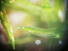 Ptychomitrium serratum