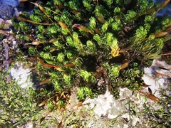 Ptychomitrium serratum