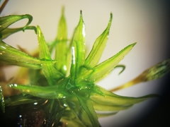 Ptychomitrium serratum