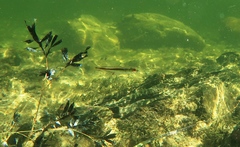 Atherinosoma microstoma