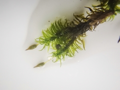 Ptychomitrium serratum