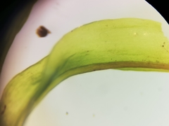 Ptychomitrium serratum