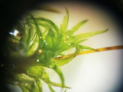 Ptychomitrium serratum