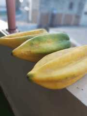 Vasconcellea × pentagona