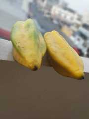 Vasconcellea × pentagona