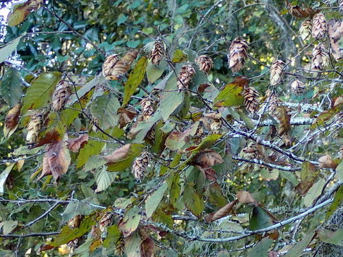 Ostrya virginiana image