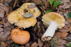 Russula straminea