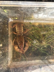 Lacunicambarus polychromatus