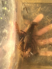 Lacunicambarus polychromatus