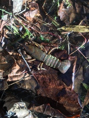 Lacunicambarus polychromatus