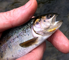 Oncorhynchus clarkii