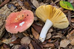 Russula decipiens