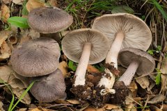 Tricholoma squarrulosum