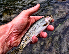 Oncorhynchus clarkii