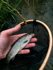 Oncorhynchus clarkii