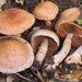 Cortinarius torvus - Photo (c) Marco Floriani, μερικά δικαιώματα διατηρούνται (CC BY-NC), uploaded by Marco Floriani
