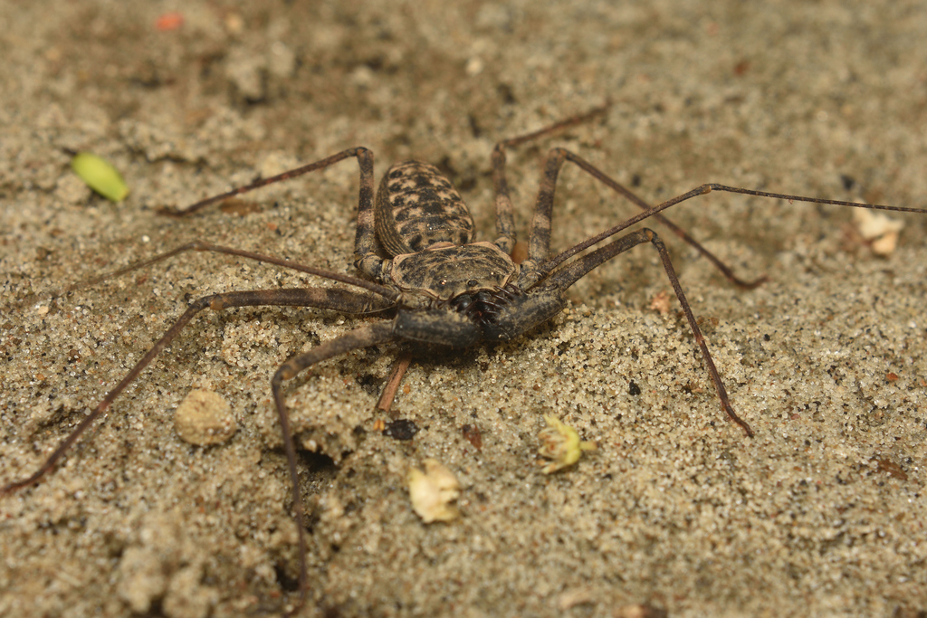 Phrynus barbadensis