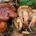 Tricholoma - Photo (c) Marco Floriani, μερικά δικαιώματα διατηρούνται (CC BY-NC), uploaded by Marco Floriani
