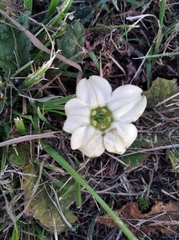 Jaborosa runcinata