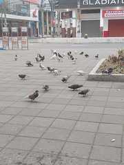 Columba livia domestica