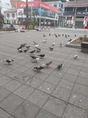 Columba livia domestica