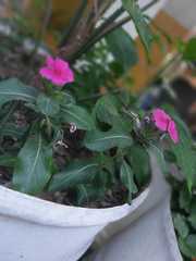 Catharanthus roseus