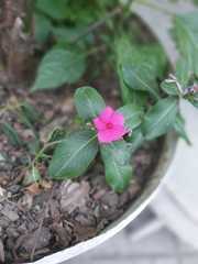 Catharanthus roseus