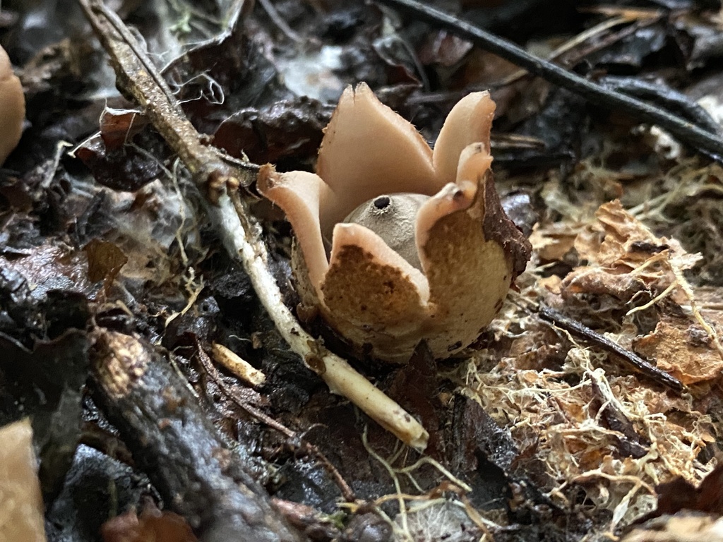 Geastrum rubropusillum