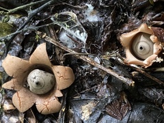 Geastrum rubropusillum