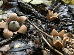 Geastrum rubropusillum