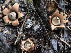 Geastrum rubropusillum