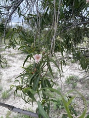 Eremophila bignoniiflora