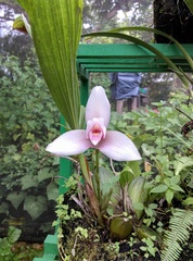 Lycaste virginalis
