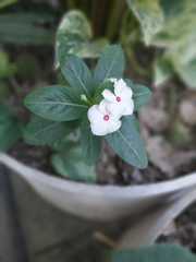 Catharanthus roseus