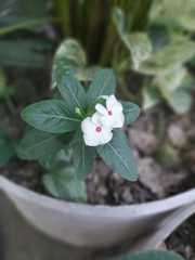 Catharanthus roseus