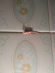 Tarentola mauritanica