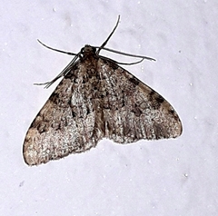 Nebula ibericata