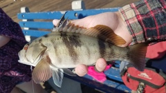 Paralabrax nebulifer