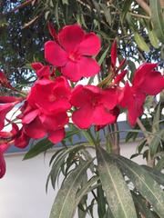 Nerium oleander