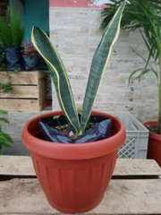 Sansevieria trifasciata