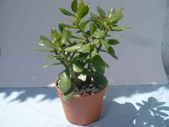 Magnoliopsida