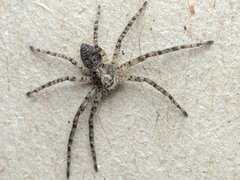 Philodromus