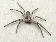 Philodromus